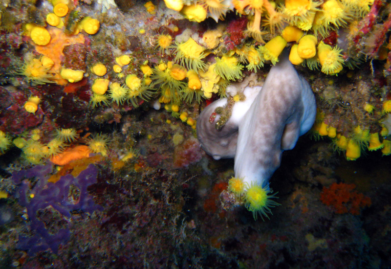 Chondrosia reniformis Nardo, 1847